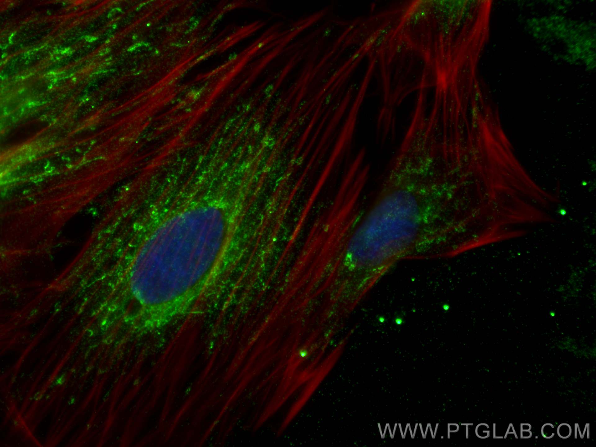 Immunofluorescence (IF) / fluorescent staining of H9C2 cells using AIFM2/ FSP1 Monoclonal antibody (68049-1-Ig)