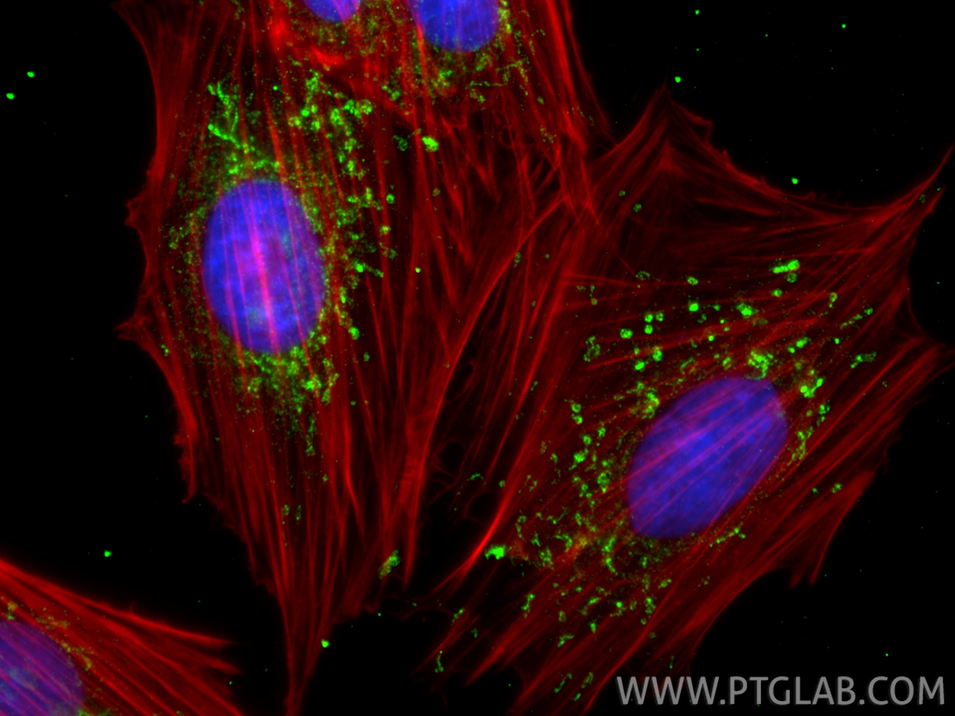 Immunofluorescence (IF) / fluorescent staining of H9C2 cells using AIFM2/ FSP1 Monoclonal antibody (68049-1-Ig)