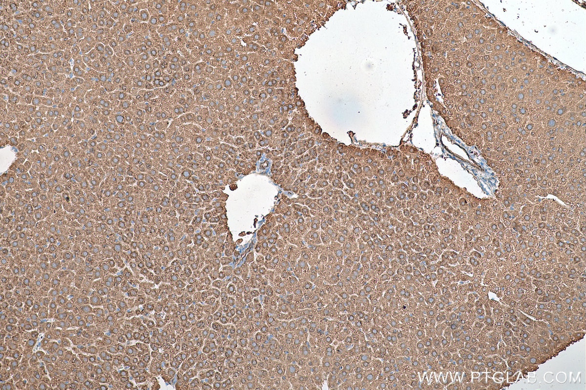 Immunohistochemistry (IHC) staining of mouse liver tissue using AIFM2/ FSP1 Monoclonal antibody (68049-1-Ig)