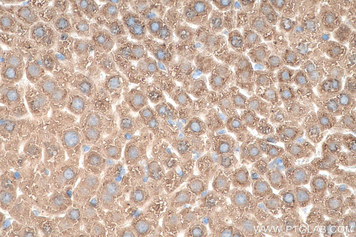 Immunohistochemistry (IHC) staining of mouse liver tissue using AIFM2/ FSP1 Monoclonal antibody (68049-1-Ig)