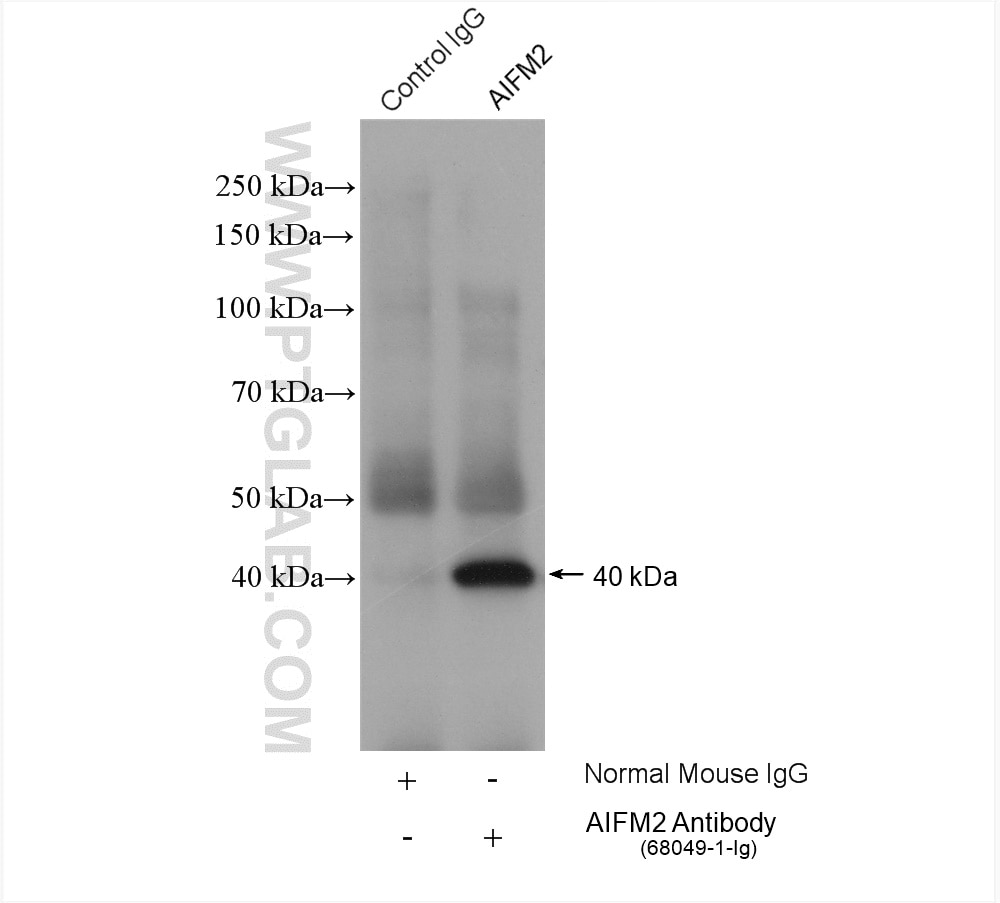 Immunoprecipitation (IP) experiment of K-562 cells using AIFM2/ FSP1 Monoclonal antibody (68049-1-Ig)