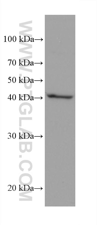 Western Blot (WB) analysis of NCI-H1299 cells using AIFM2/ FSP1 Monoclonal antibody (68049-1-Ig)