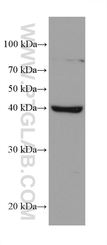 Western Blot (WB) analysis of A549 cells using AIFM2/ FSP1 Monoclonal antibody (68049-1-Ig)