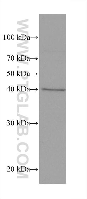 Western Blot (WB) analysis of HEK-293 cells using AIFM2/ FSP1 Monoclonal antibody (68049-1-Ig)