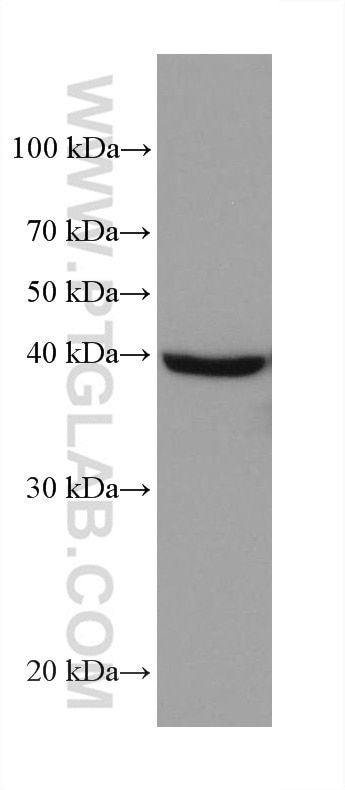 Western Blot (WB) analysis of MCF-7 cells using AIFM2/ FSP1 Monoclonal antibody (68049-1-Ig)