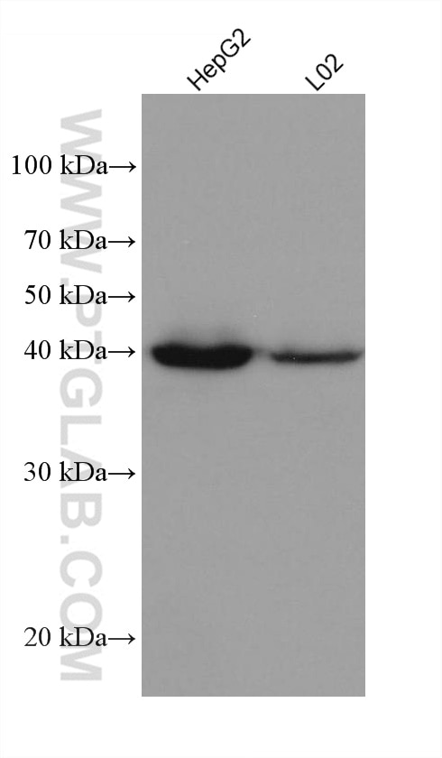 Western Blot (WB) analysis of various lysates using AIFM2/ FSP1 Monoclonal antibody (68049-1-Ig)