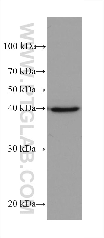 Western Blot (WB) analysis of K-562 cells using AIFM2/ FSP1 Monoclonal antibody (68049-1-Ig)