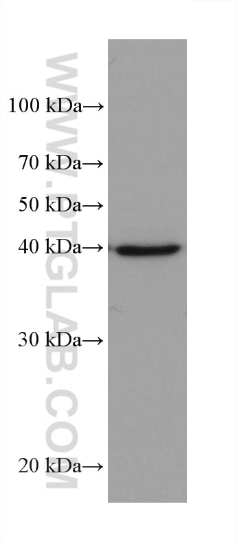 WB analysis of K-562 using 68049-1-Ig