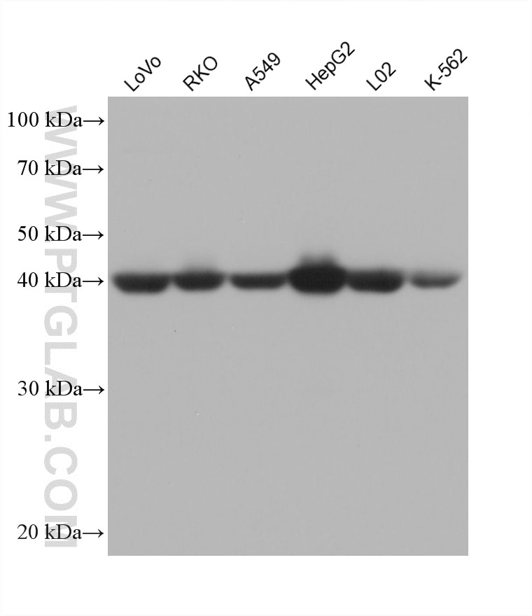 Various lysates were subjected to SDS PAGE followed by western blot with 68049-1-Ig (AIFM2/ FSP1 antibody) at dilution of 1:5000 incubated at room temperature for 1.5 hours. Western Blot (WB) analysis of various lysates using AIFM2/ FSP1 Monoclonal antibody (68049-1-Ig)