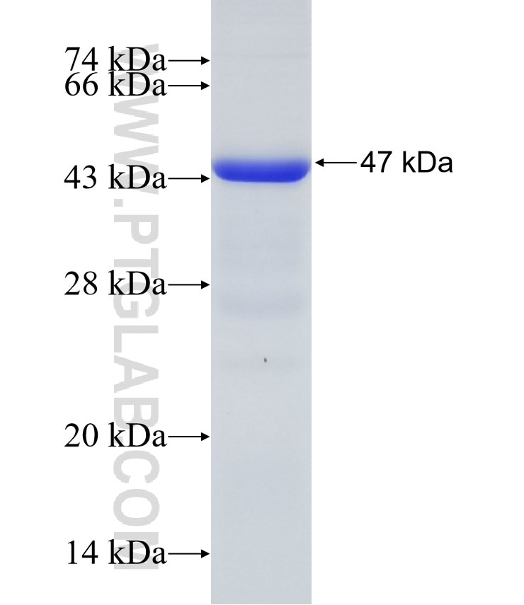 AIFM2 fusion protein Ag30516 SDS-PAGE