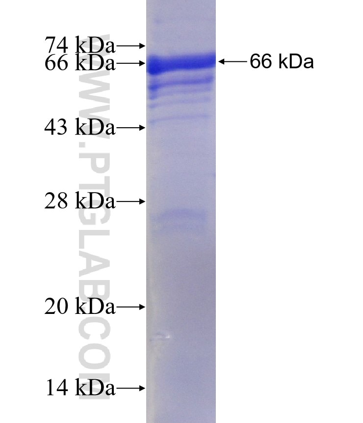 AIFM2 fusion protein Ag13412 SDS-PAGE