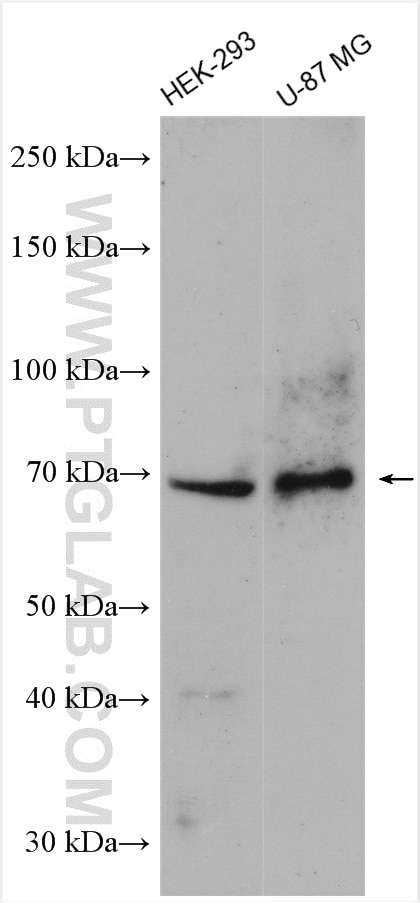 Western Blot (WB) analysis of various lysates using AIFM3 Polyclonal antibody (14778-1-AP)