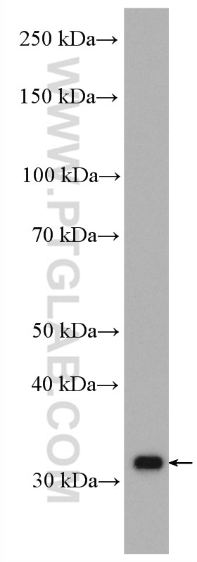 Western Blot (WB) analysis of rat heart tissue using AIG1 Polyclonal antibody (14468-1-AP)