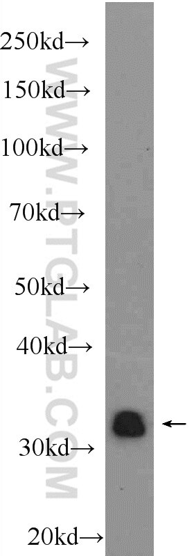 Western Blot (WB) analysis of mouse testis tissue using AIG1 Polyclonal antibody (14468-1-AP)