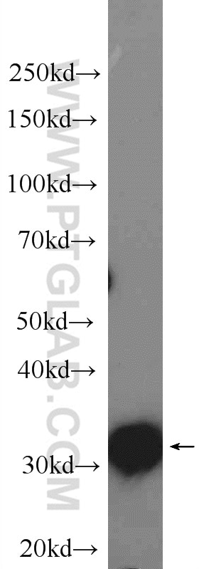 WB analysis of K-562 using 14468-1-AP