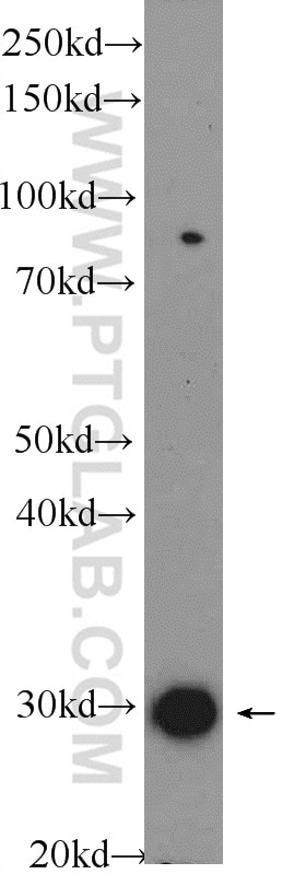 Western Blot (WB) analysis of mouse heart tissue using AIG1 Polyclonal antibody (14468-1-AP)