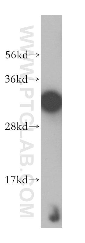 Western Blot (WB) analysis of mouse ovary tissue using AIG1 Polyclonal antibody (14468-1-AP)