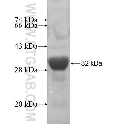 AIG1 fusion protein Ag5836 SDS-PAGE