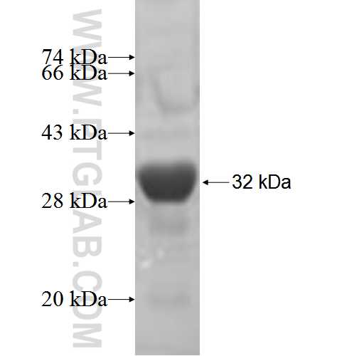 AIG1 fusion protein Ag5836 SDS-PAGE