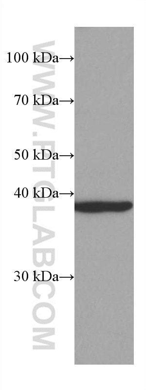 Western Blot (WB) analysis of RAW 264.7 cells using AIM2 Monoclonal antibody (66902-1-Ig)