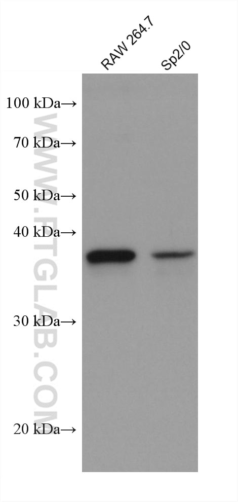 Western Blot (WB) analysis of various lysates using AIM2 Monoclonal antibody (66902-1-Ig)