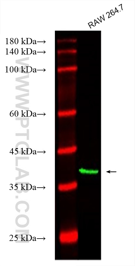 Western Blot (WB) analysis of various lysates using CoraLite® Plus 488-conjugated AIM2 Monoclonal anti (CL488-66902)