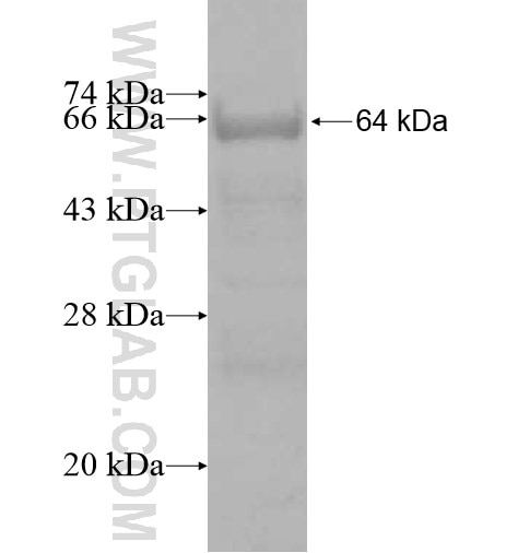 AIP fusion protein Ag12869 SDS-PAGE