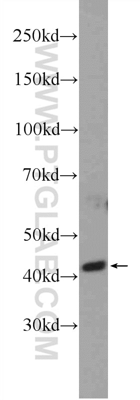 Western Blot (WB) analysis of Y79 cells using AIPL1 Polyclonal antibody (15108-1-AP)