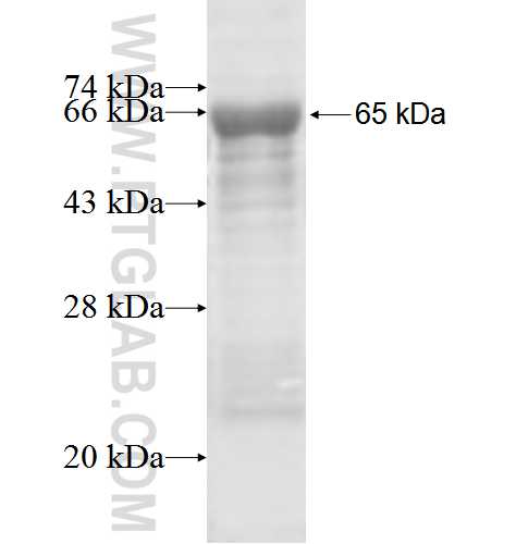 AIPL1 fusion protein Ag4625 SDS-PAGE