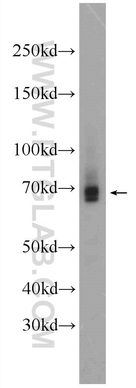 Western Blot (WB) analysis of L02 cells using AIRE Polyclonal antibody (22517-1-AP)