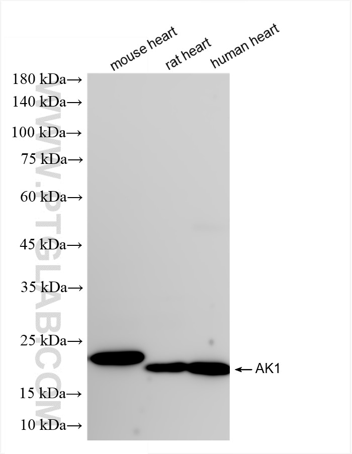Western Blot (WB) analysis of various lysates using AK1 Recombinant antibody (85979-3-RR)