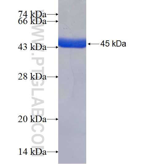 AK1 fusion protein Ag6890 SDS-PAGE