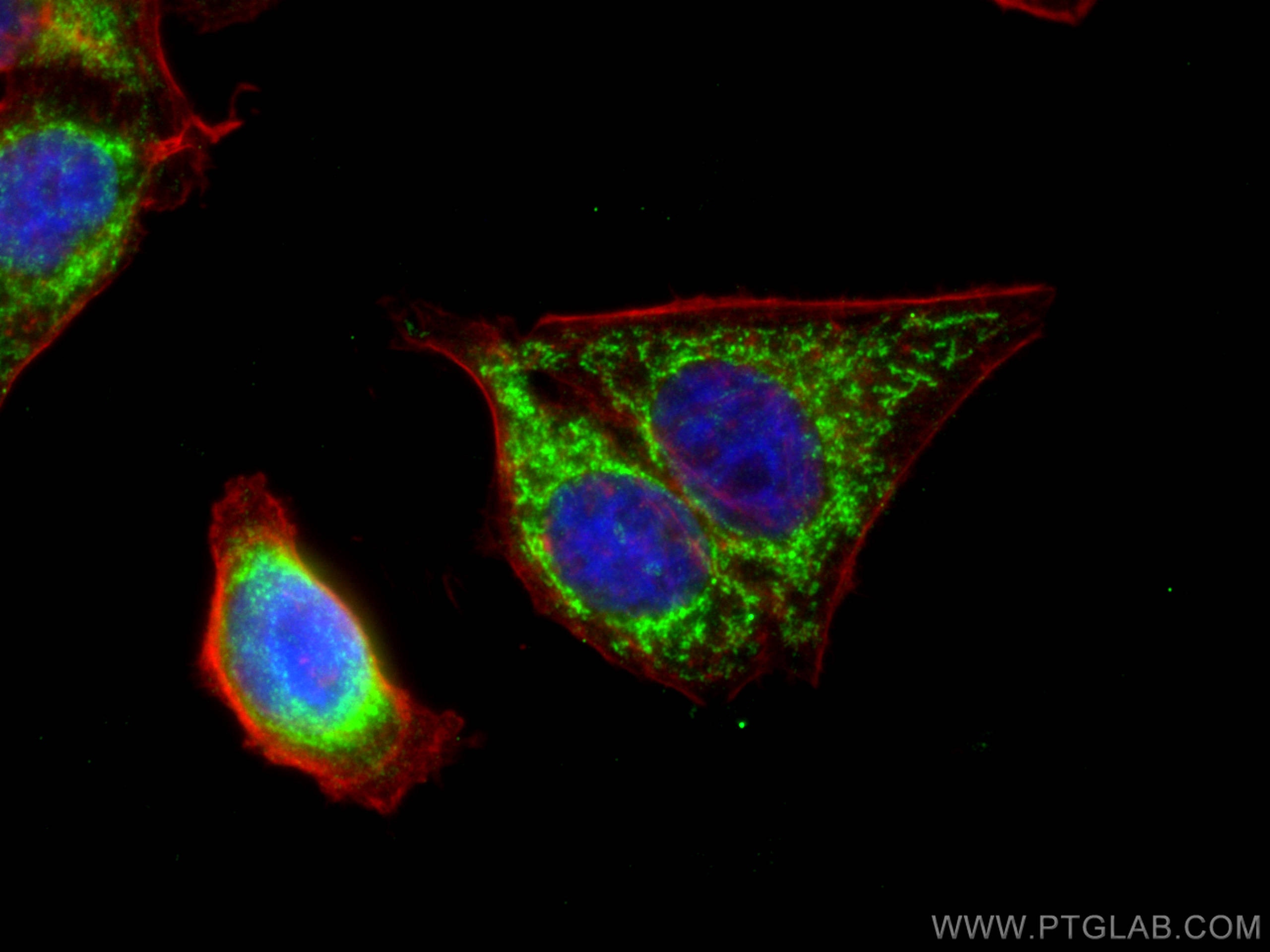 Immunofluorescence (IF) / fluorescent staining of HepG2 cells using AK2 Polyclonal antibody (11014-1-AP)