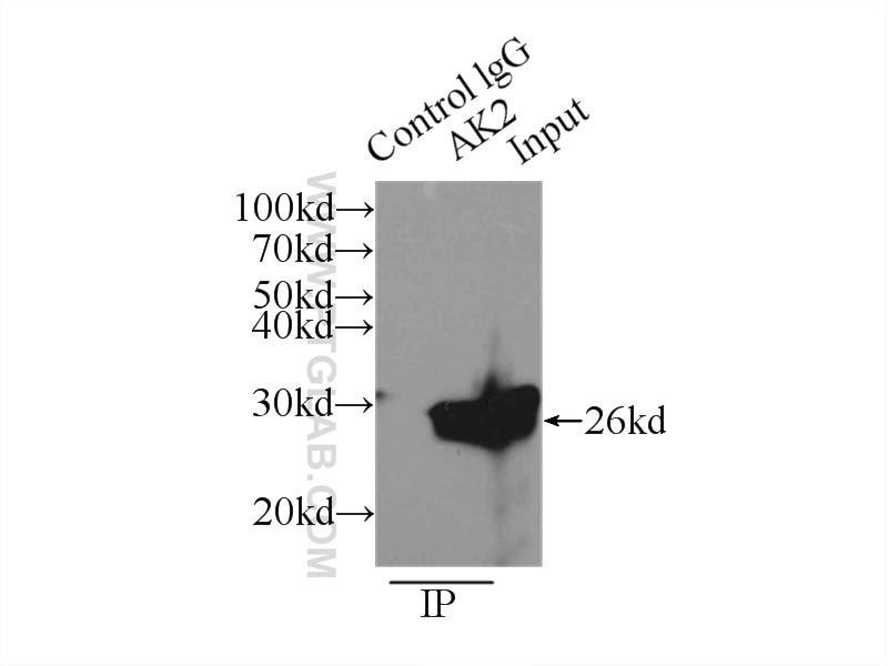 Immunoprecipitation (IP) experiment of mouse liver tissue using AK2 Polyclonal antibody (11014-1-AP)