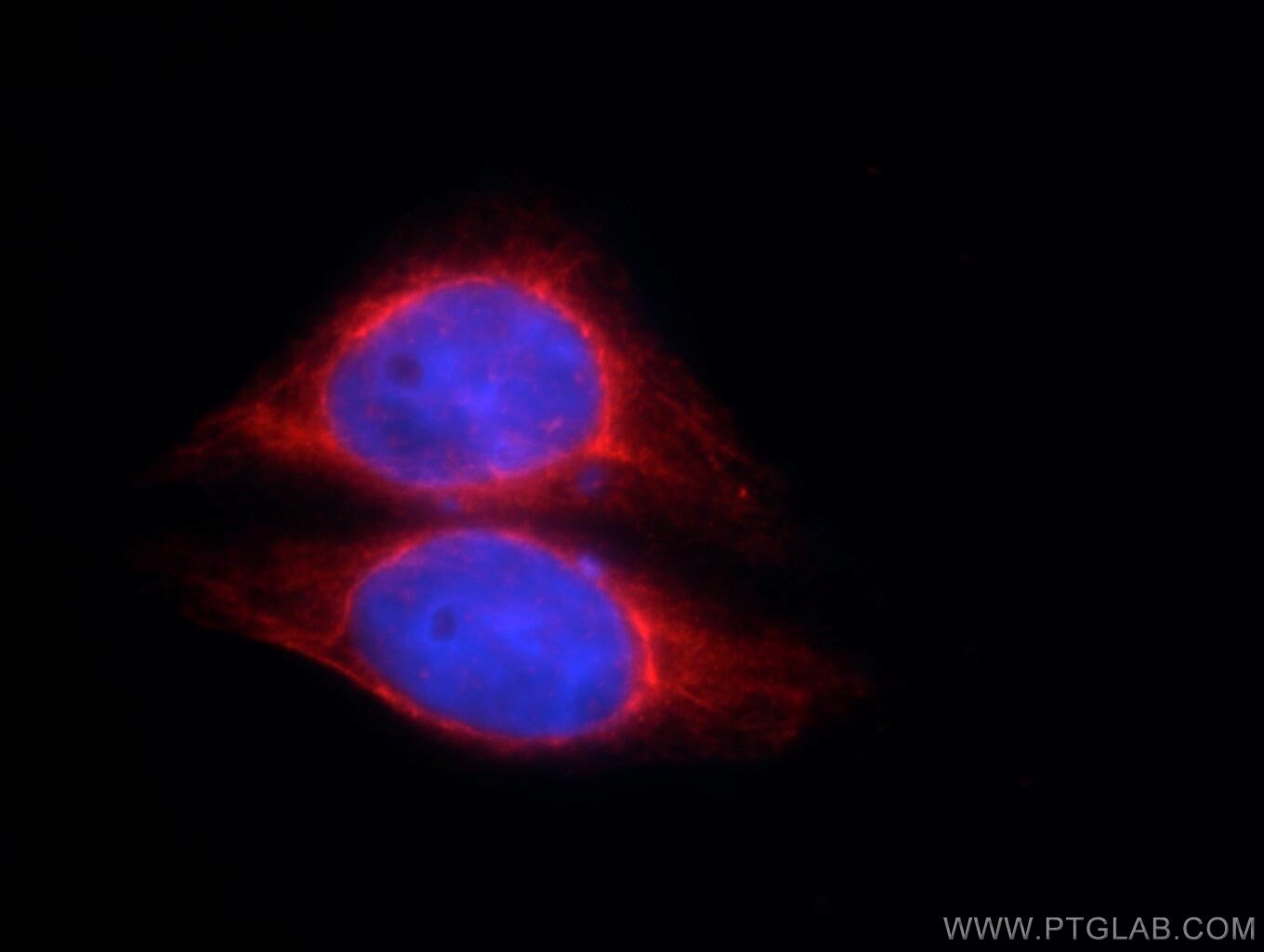 Immunofluorescence (IF) / fluorescent staining of HepG2 cells using AK2 Monoclonal antibody (66127-1-Ig)