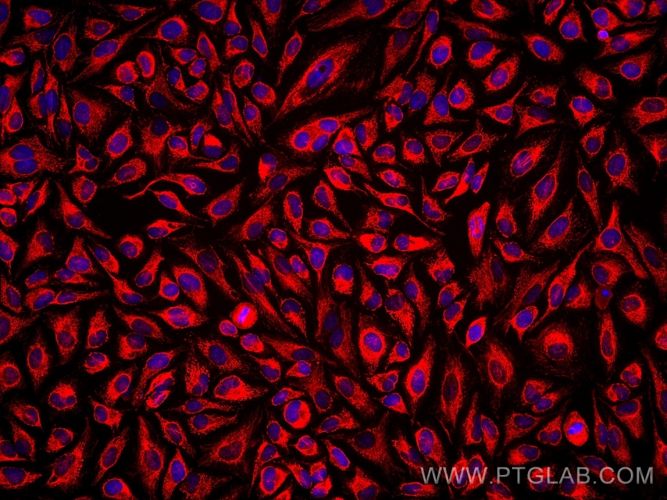 Immunofluorescence (IF) / fluorescent staining of HeLa cells using AK2 Monoclonal antibody (66127-1-Ig)