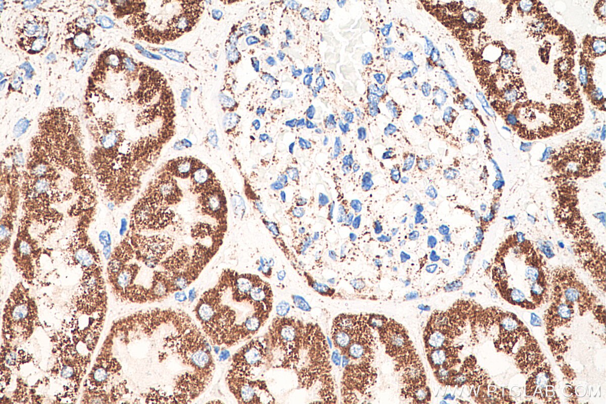 Immunohistochemistry (IHC) staining of human kidney tissue using AK2 Monoclonal antibody (66127-1-Ig)