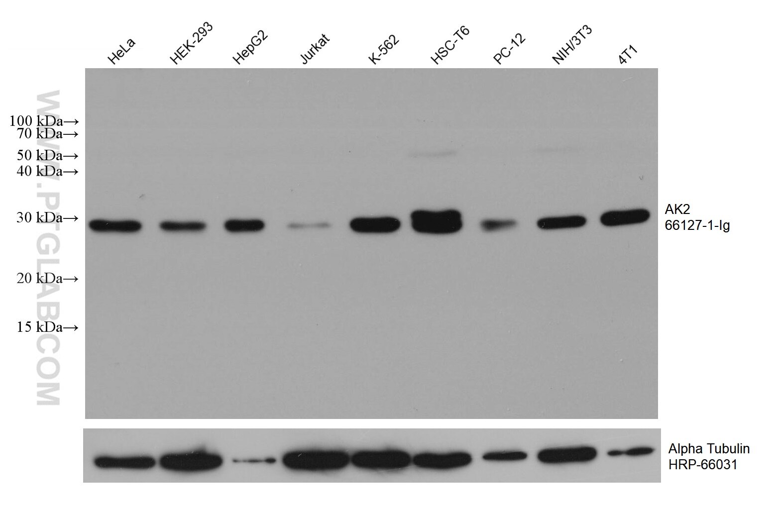 Western Blot (WB) analysis of various lysates using AK2 Monoclonal antibody (66127-1-Ig)