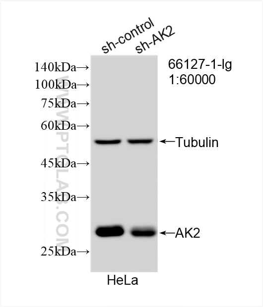 Western Blot (WB) analysis of HeLa cells using AK2 Monoclonal antibody (66127-1-Ig)
