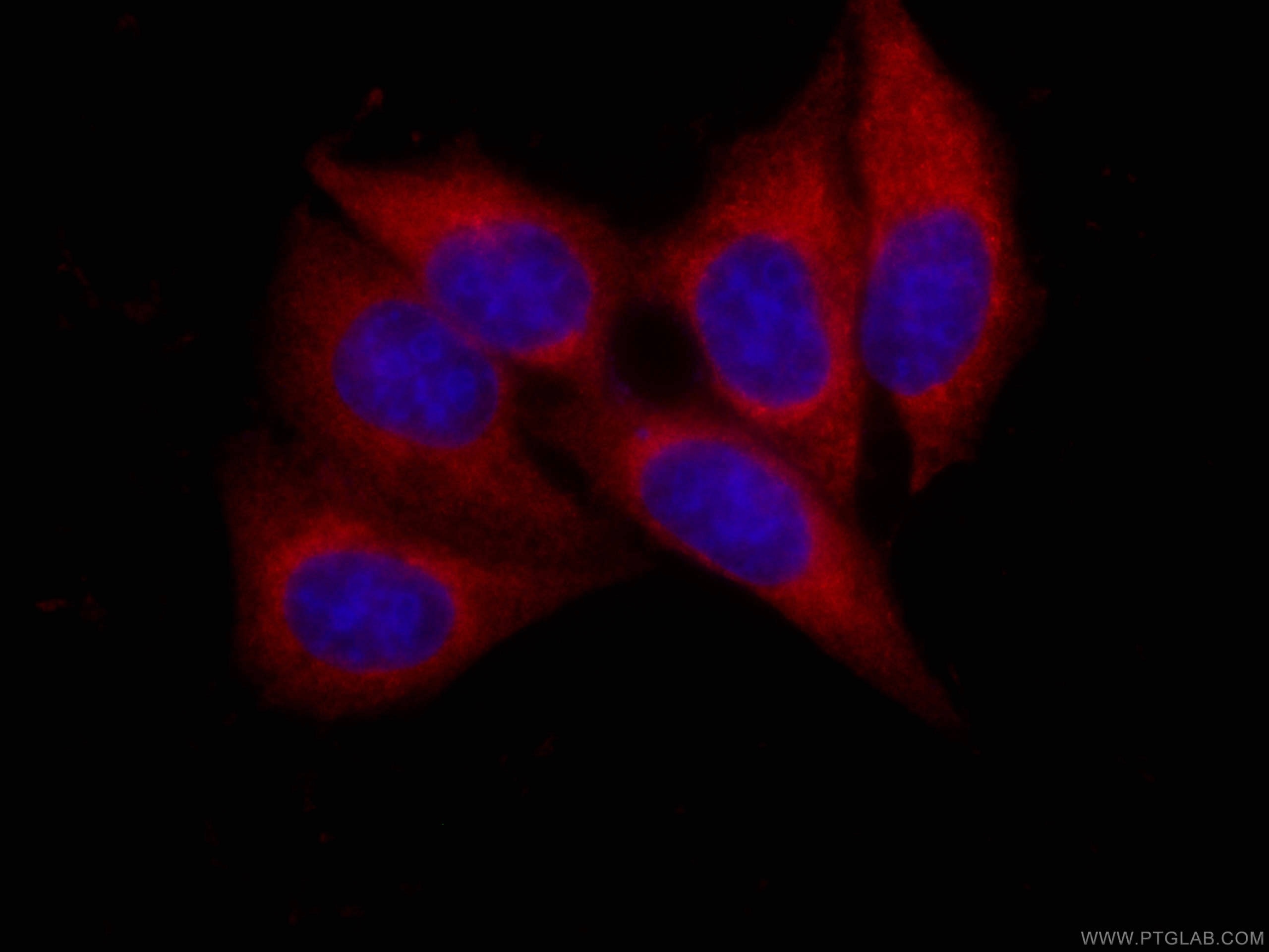 Immunofluorescence (IF) / fluorescent staining of HepG2 cells using CoraLite®594-conjugated AK2 Monoclonal antibody (CL594-66127)