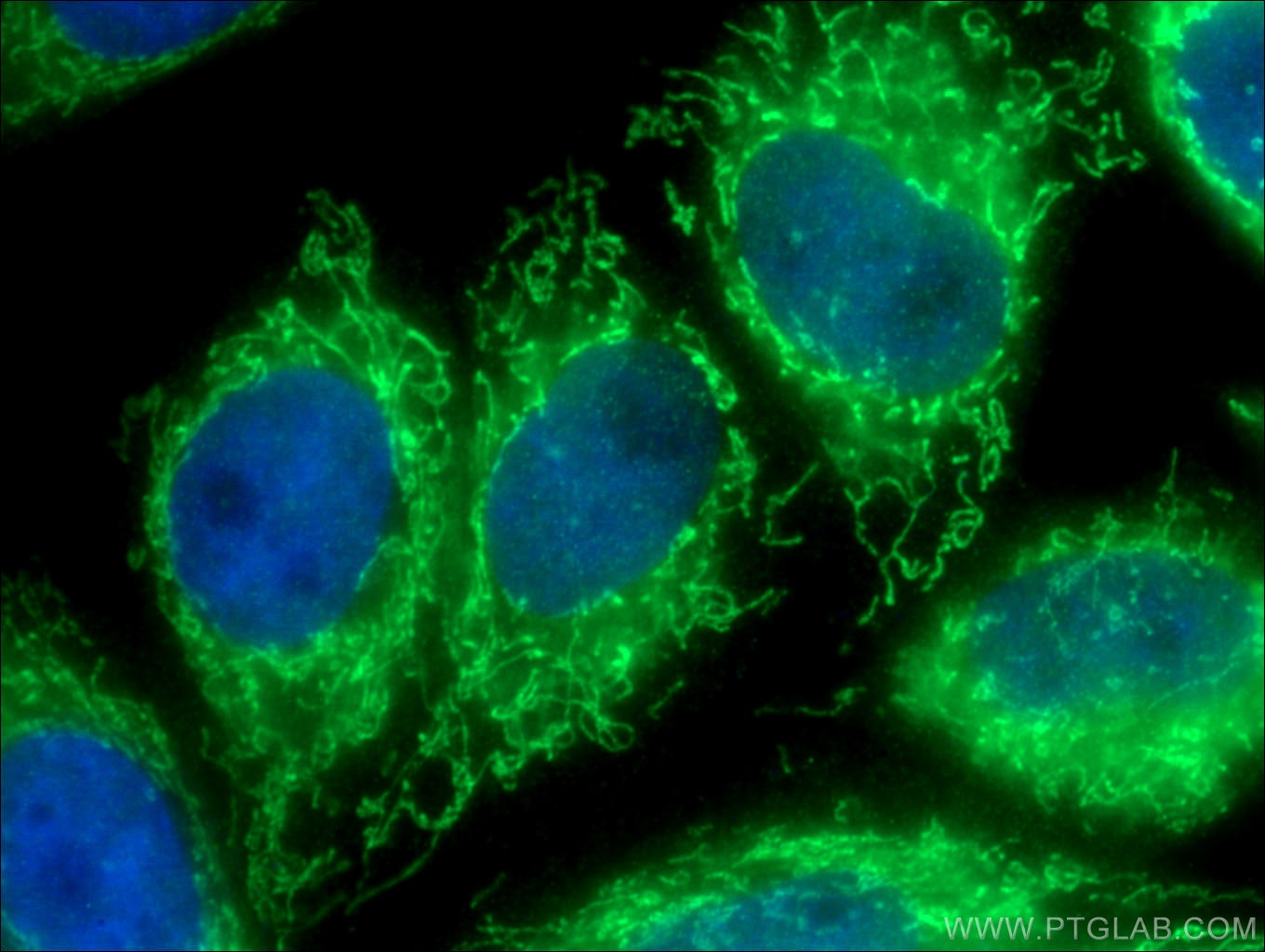 Immunofluorescence (IF) / fluorescent staining of HepG2 cells using AK3 Polyclonal antibody (12562-1-AP)