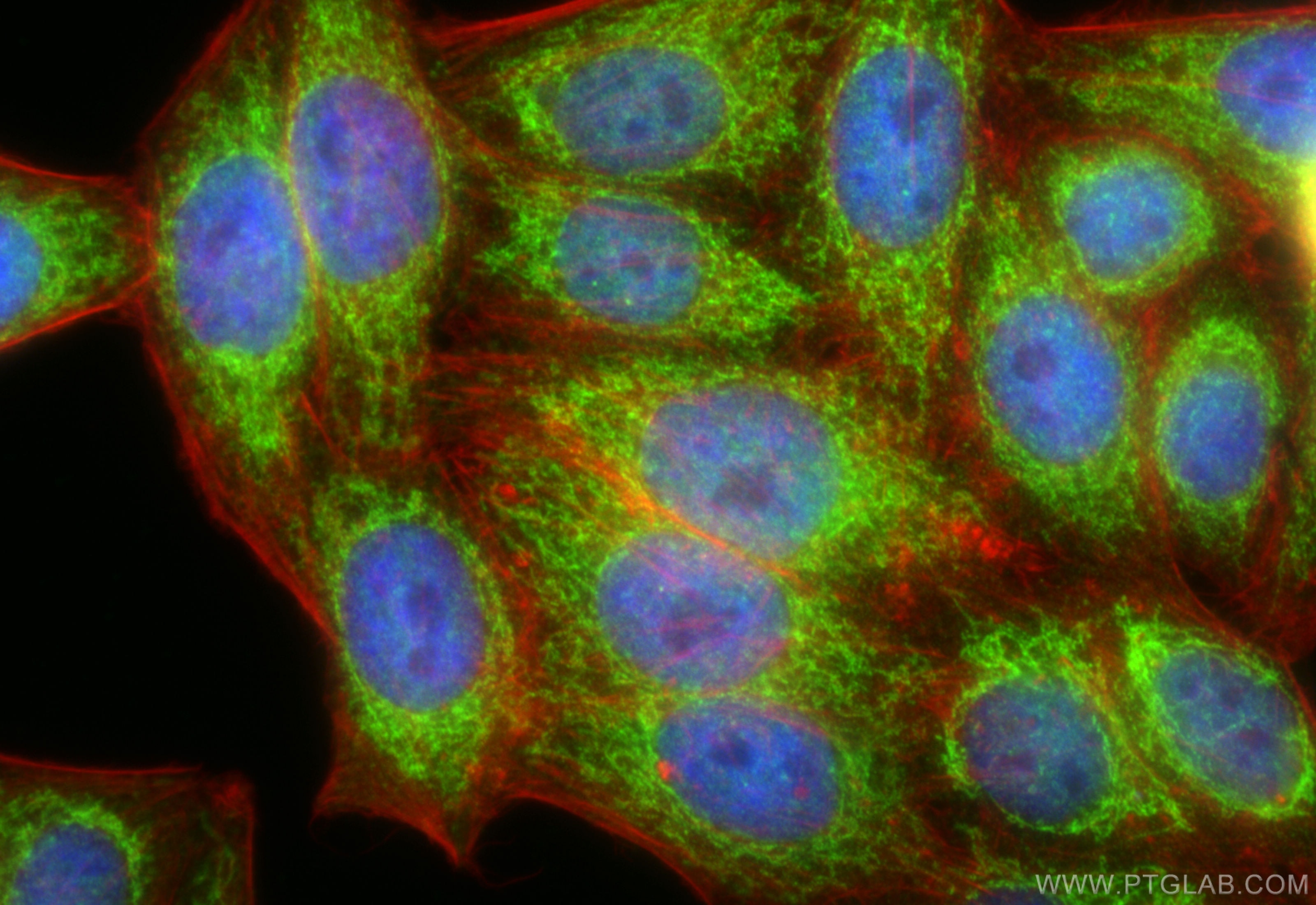 Immunofluorescence (IF) / fluorescent staining of HepG2 cells using AK3 Polyclonal antibody (12562-1-AP)
