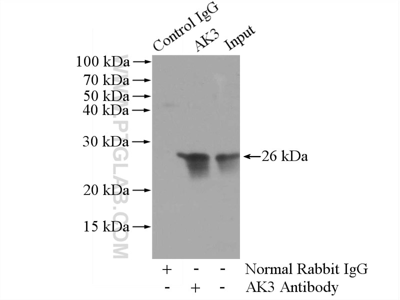 Immunoprecipitation (IP) experiment of mouse kidney tissue using AK3 Polyclonal antibody (12562-1-AP)