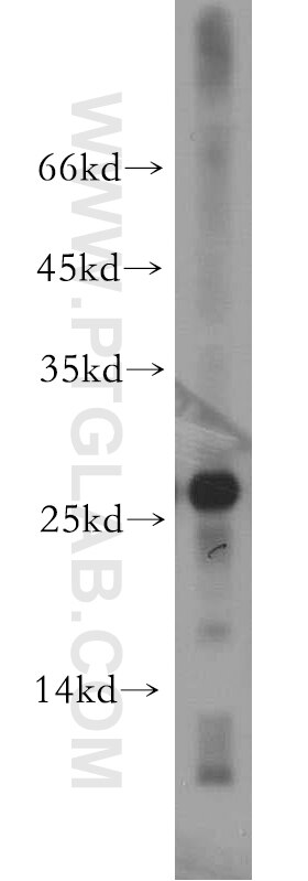Western Blot (WB) analysis of mouse heart tissue using AK3 Polyclonal antibody (12562-1-AP)