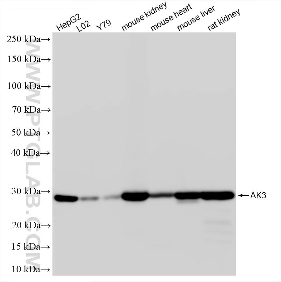 Various lysates were subjected to SDS PAGE followed by western blot with 87090-3-RR (AK3 antibody) at dilution of 1:10000 incubated at room temperature for 1.5 hours. Western Blot (WB) analysis of various lysates using AK3 Recombinant monoclonal antibody (87090-3-RR)