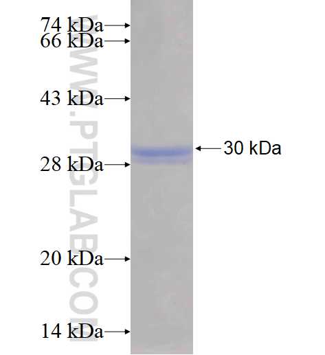 AK3 fusion protein Ag17424 SDS-PAGE