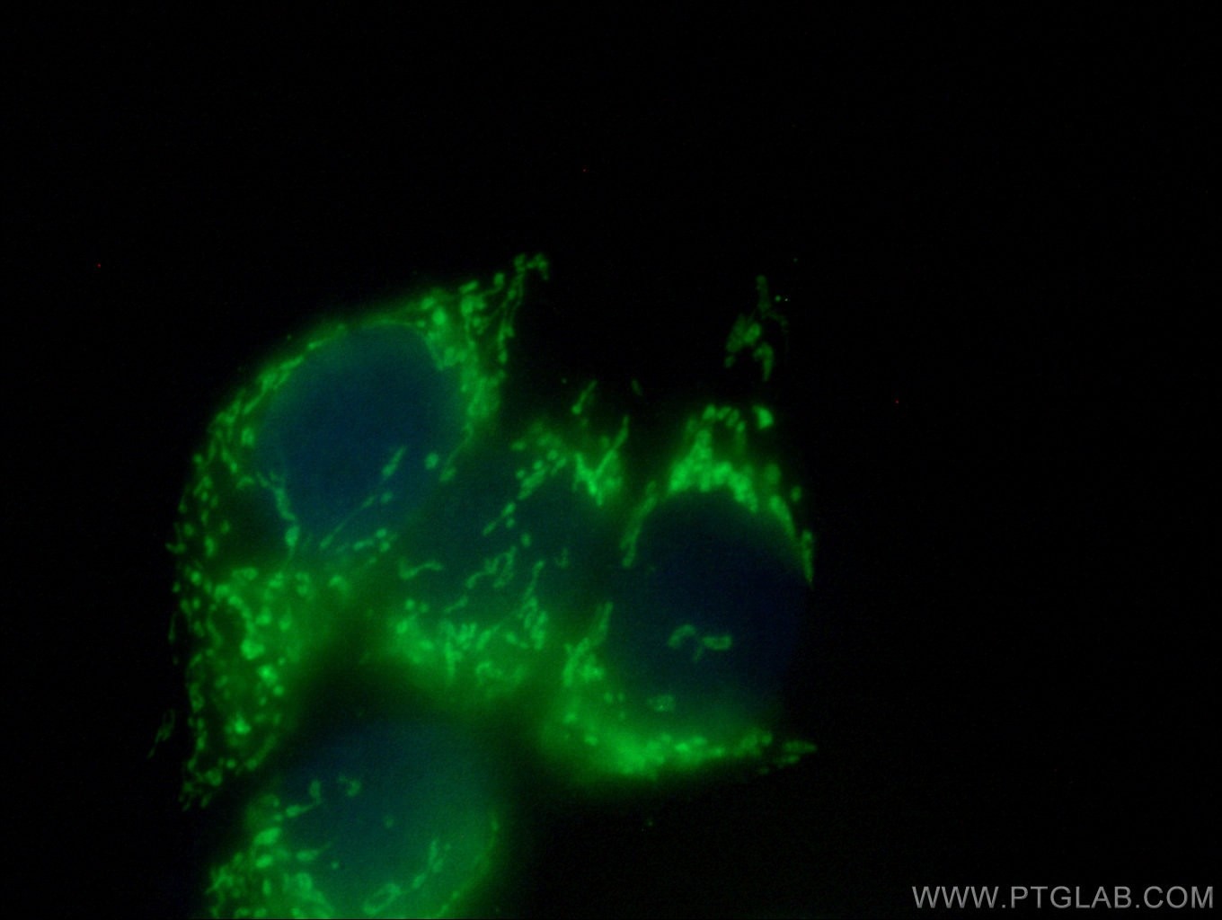 Immunofluorescence (IF) / fluorescent staining of MCF-7 cells using AK3L1 Polyclonal antibody (13206-1-AP)