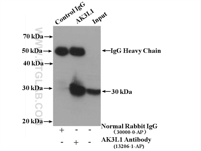 Immunoprecipitation (IP) experiment of MCF-7 cells using AK3L1 Polyclonal antibody (13206-1-AP)