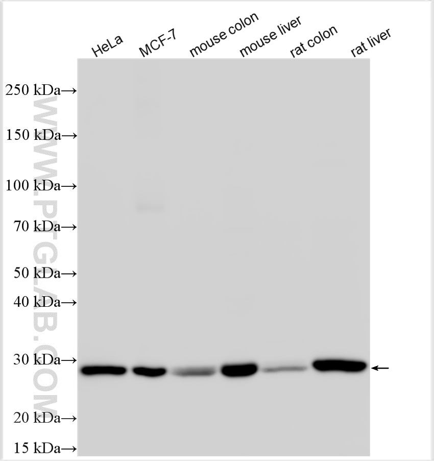 Western Blot (WB) analysis of various lysates using AK3L1 Polyclonal antibody (13206-1-AP)