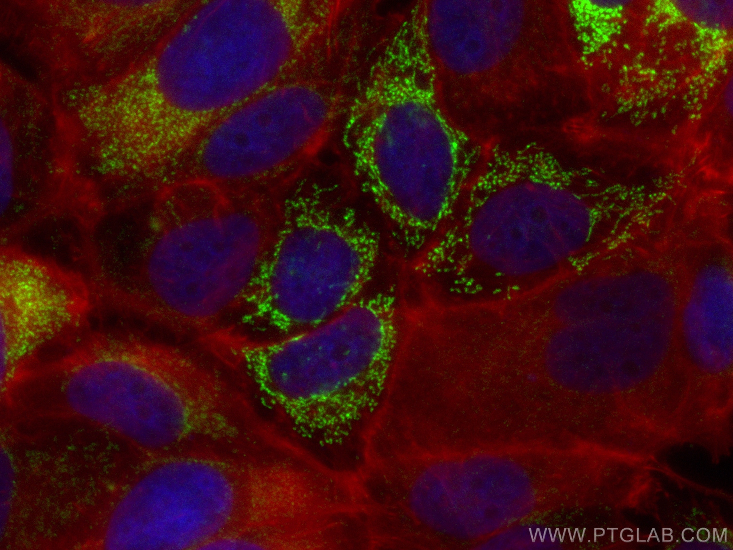 Immunofluorescence (IF) / fluorescent staining of MCF-7 cells using CoraLite® Plus 488-conjugated AK3L1 Polyclonal ant (CL488-13206)